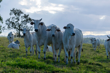 herd of Nelore cattle on pasture