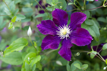 Fototapeta premium flowers in the garden