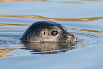 Common Seal Pup (Phoca vitulina) swimming in an estuary in the golden hour after sunrise © davemhuntphoto