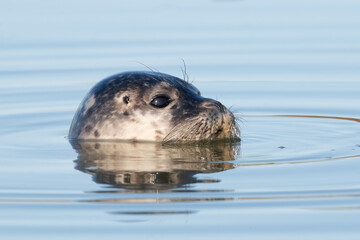 Common Seal Pup (Phoca vitulina) swimming in an estuary in the golden hour after sunrise