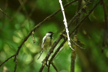 spotted woodpecker