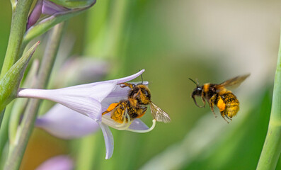 Bombus terrestris or large earth bumblebee in the garden