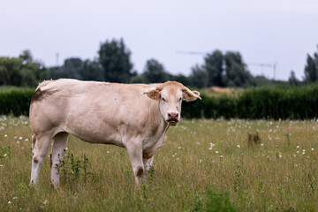 An image of the landscaped natural landscape 'Het Waalbos' in Rijsoord/ Ridderkerk. With beautiful species of small and large animals that can live in great freedom with all the space they need.