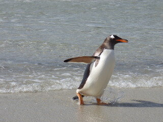Gentoo penguin splish splashes to shore