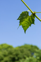 A single grape leaf on a vine brightened by the sun with a blue sky in the background and some treetops below