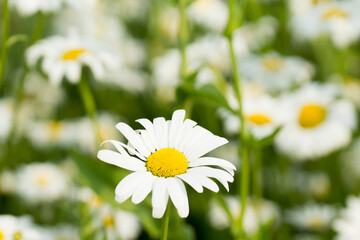 Fototapeta na wymiar A single daisy flower in the foreground and many more blossoming daisies in the background growing on a meadow in spring