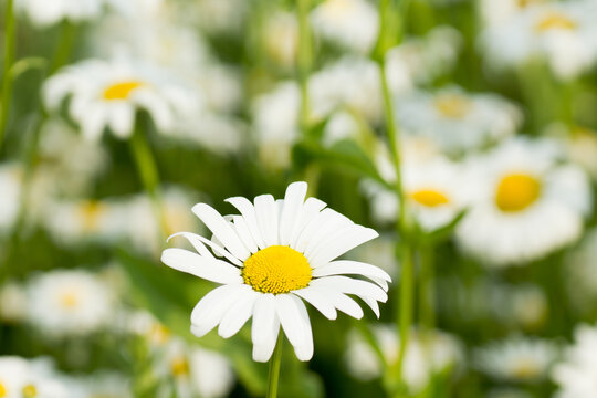 A single daisy flower in the foreground and many more blossoming daisies in the background growing on a meadow in spring