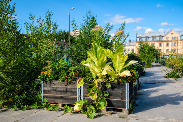 Urban gardening - community garden in center of the city with raised beds. Urban Horticulture. Selective focus