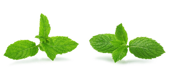 Mint leaves, front view, isolated on a white background