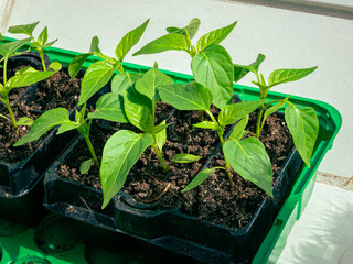 Tray with young pepper seedlings