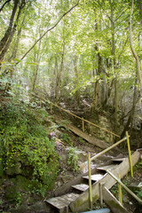 Wooden stairs in a forest
