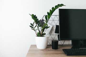 Green plant zamiokulkas on the desk table next to desktop laptop computer on the white background