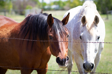 two horses with wire fence