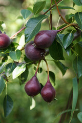 Red pears grow and spit on a tree in a beautiful fruit garden