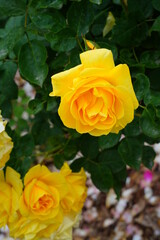 Yellow Carte d Or rose flower growing in the garden