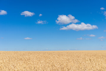 Blue sky white clouds wheat field, background.