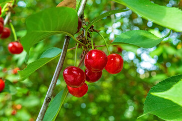 Obraz premium Red ripe cherries on tree in orchard