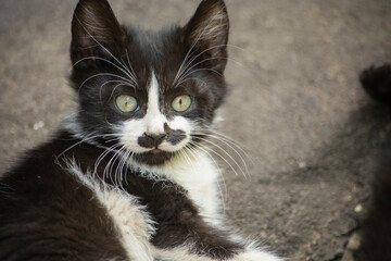 Kitten with a funny mustache. Kitten on the street.