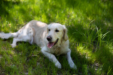 Dog for a walk in the summer. Pet on green grass.