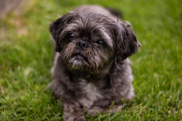 Shih Tzu photo portrait of a dog