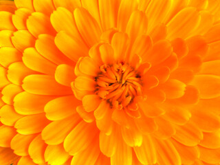 Orange Blütenblätter