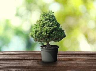 Beautiful bonsai tree in pot on wooden table outdoors
