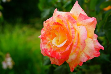 Pink yellow orange Marvelle (tropical sunset) rose flower growing in the garden