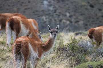 Guanaco (Lama guanicoe) Torres del Paine National Park in Chile