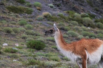 Guanaco (Lama guanicoe) Torres del Paine National Park in Chile