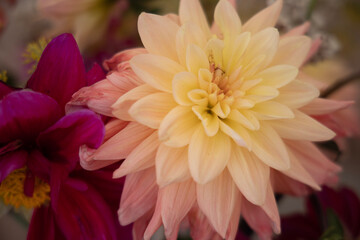 orange dahlia flower