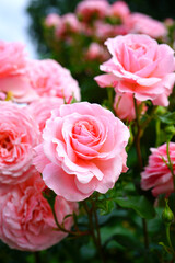 Parfum de Honfleur pink rose growing in the garden