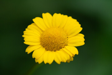 a flower with a yellow blossom