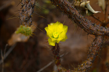 Flor amarilla de cactus