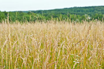 field of green wheat. soft sunshine on the field. lots of young wheat in the field in the summer. the texture of green plants