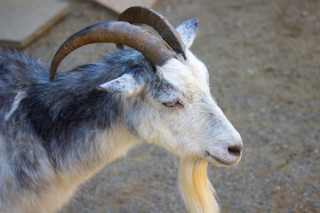 Domestic goat in a summer day. Domestic animal