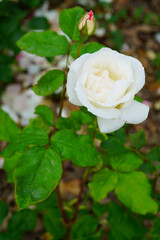 White Queen Elizabeth rose flower growing in the garden