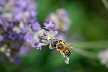 lavender blossom with a bee