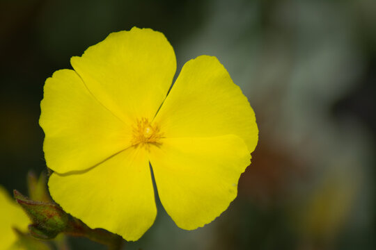 a blossom of a yellow rockrose