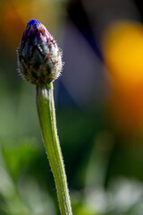 Cornflower bud