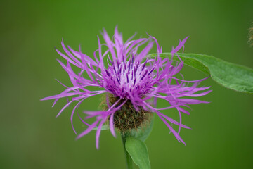 blossom of the brown ray knapweed