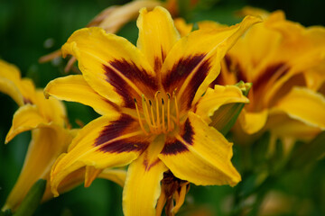 yellow blossoms of a day lilly