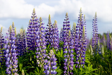 Obraz premium Purple flowers in the field. Summer floral background.