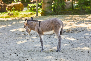 Young cute donkey on the pasture.