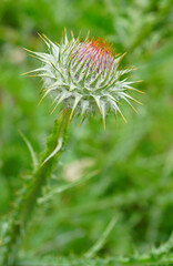 Purple artichoke flower thistle growing in the garden