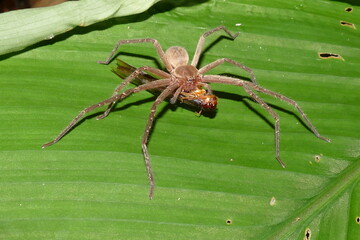 Brazilian wolf spider, family Lycosidae, eating a winged Isoptera termite, nasutitermes sp. on the...