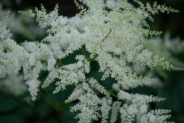 astilbe with some white blossoms