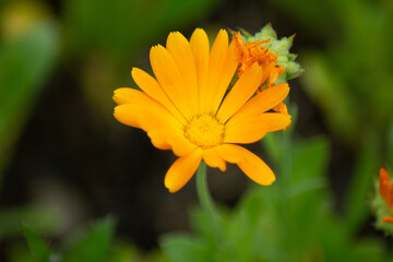 orange blossom of the corn chamomile