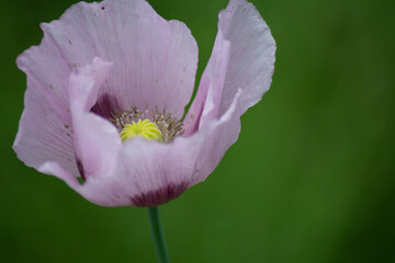 a blossom of the opium poppy in the botanical garden kiel