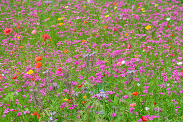 pink and orange blossoms in the field