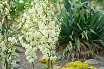 a Adam's needle with white blossoms